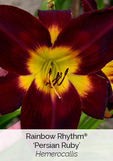 Rainbow Rhythm 'Persian Ruby' Hemerocallis