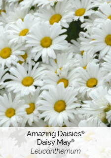amazing daisies daisy may leucanthemum