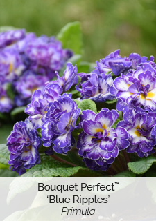 Bouquet Perfect 'Blue Ripples' Primula