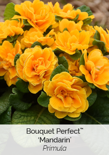Bouquet Perfect 'Mandarin' Primula