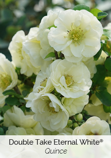 Double Take Eternal White Quince