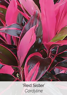 'Red Sister' Cordyline
