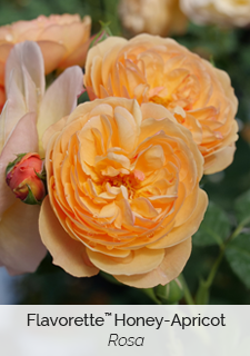 Flavorette Honey-Apricot Rose