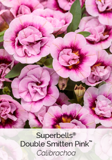 superbells double smitten pink calibrachoa