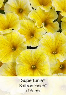 supertunia saffron finch petunia