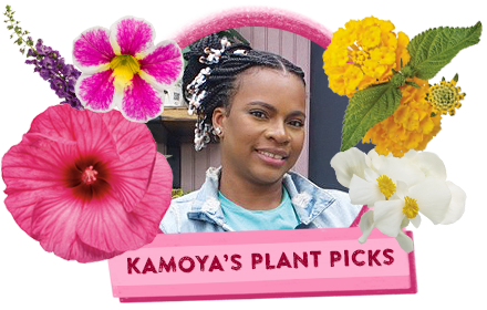 kamoya's plant picks