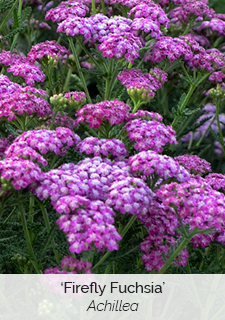 Firefly Fuchsia Achillea