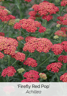 Firefly Red Pop Achillea