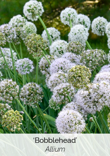 Bobblehead Allium 