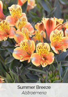 Summer Breeze Alstroemeria