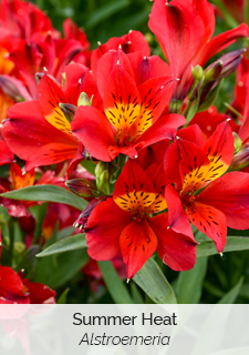 Summer Heat Alstroemeria