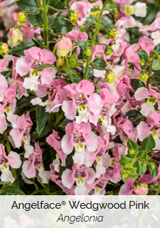 Angelface Wedgwood Pink Angelonia