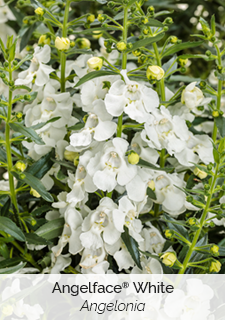 Angelface White Angelonia