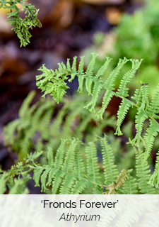 Fronds Forever Athyrium