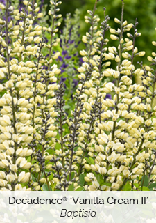 Decadence Vanilla Cream II Baptisia