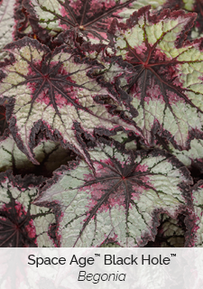 Space Age Black Hole Begonia