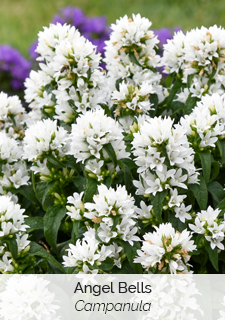 Angel Bells Campanula