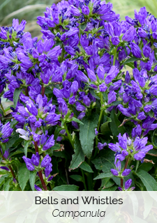 Bells and Whistles Campanula