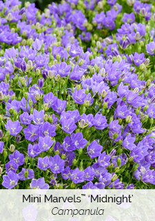 Mini Marvels Midnight Campanula