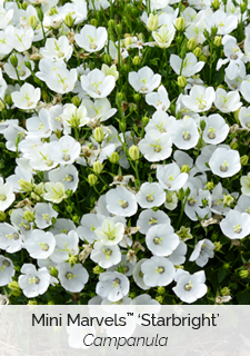 Mini Marvels Starbright Campanula