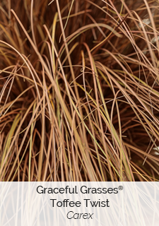 Graceful Grasses Toffee Twist Carex