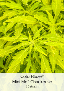 ColorBlaze Mini Mi Chartreuse Coleus