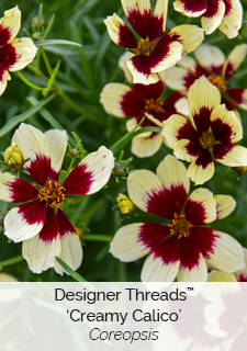 Designer Threads Creamy Calico Coreopsis