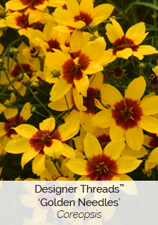 Designer Threads Golden Needles Coreopsis