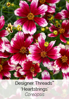 Designer Threads Heartstrings Coreopsis