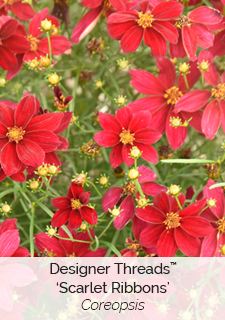 Designer Threads Scarlet Ribbons Coreopsis