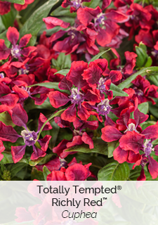 Totally Tempted Richly Red Cuphea