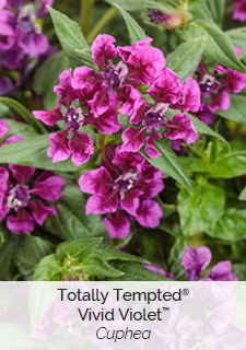 Totally Tempted Vivid Violet Cuphea