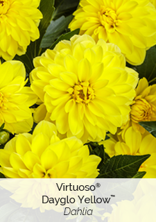 Virtuoso Dayglo Yellow Dahlia