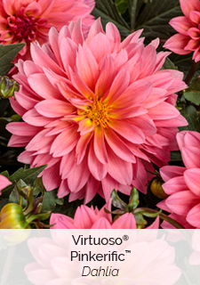 Virtuoso Pinkerific Dahlia