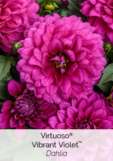 Virtuoso Vibrant Violet Dahlia