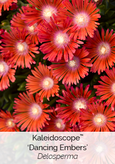 Kaleidoscope Dancing Embers Delosperma