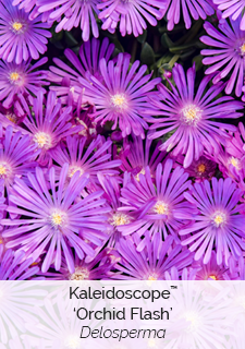 Kaleidoscope Orchid Flash Delosperma