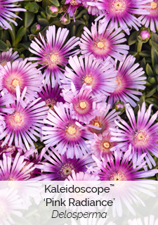 Kaleidoscope Pink Radiance Delosperma