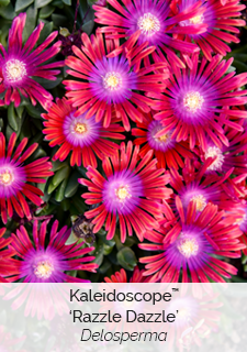 Kaleidoscope Razzle Dazzle Delosperma