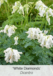 'White Diamonds' Dicentra