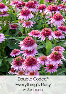 Double Coded Everything's Rosy Echinacea