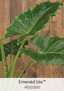 Emerald Isle Alocasia