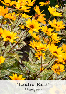 Touch of Blush Heliopsis