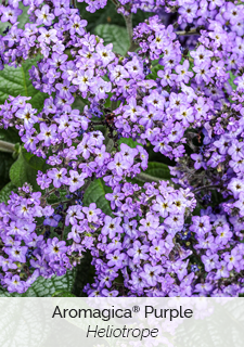 Aromagica Purple Heliotrope