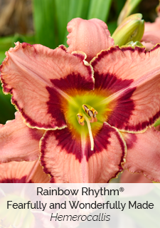 Rainbow Rhythm Fearfully and Wonderfully Made Hemerocallis