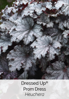 Dressed Up Prom Dress Heuchera