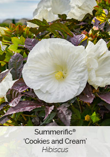 Summerific Cookies and Cream Hibiscus