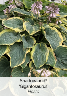 Shadowland Gigantosaurus Hosta