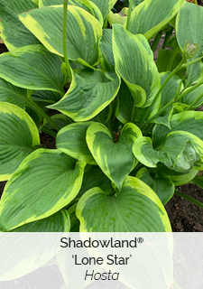 Shadowland Lone Star Hosta