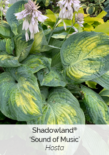 Shadowland Sound of Music Hosta